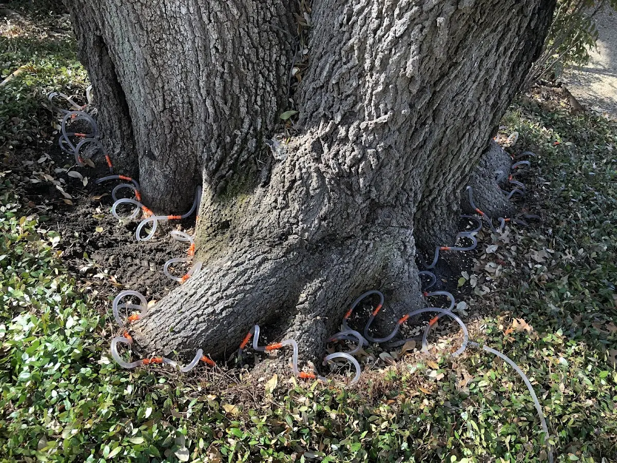 Detailed Tree Cabling and Bracing job site in Downers Grove