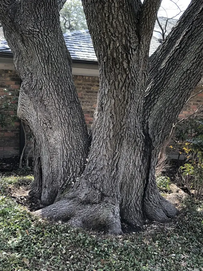 Mature heritage tree close to a Downers Grove property cared for by certified arborists